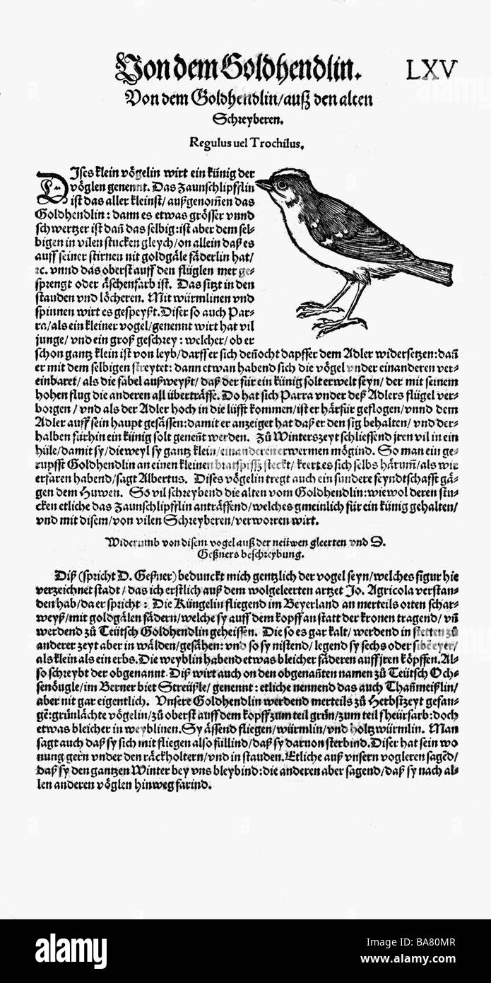 Zoologia / Animali, libri di testo, 'Historia animalium', di Conrad Gessner, Zurigo, Svizzera, 1551 - 1558, kinglet (Regulus), woodcut, Foto Stock