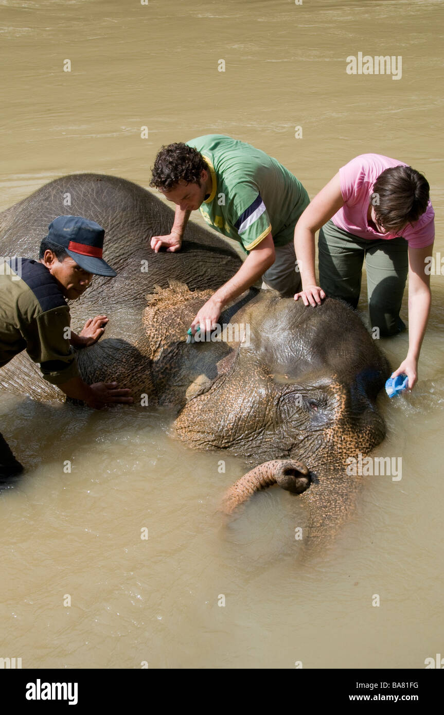 Elefanti di Sumatra essendo lavato dai turisti nel fiume presso Tangkahan, Sumatra Foto Stock