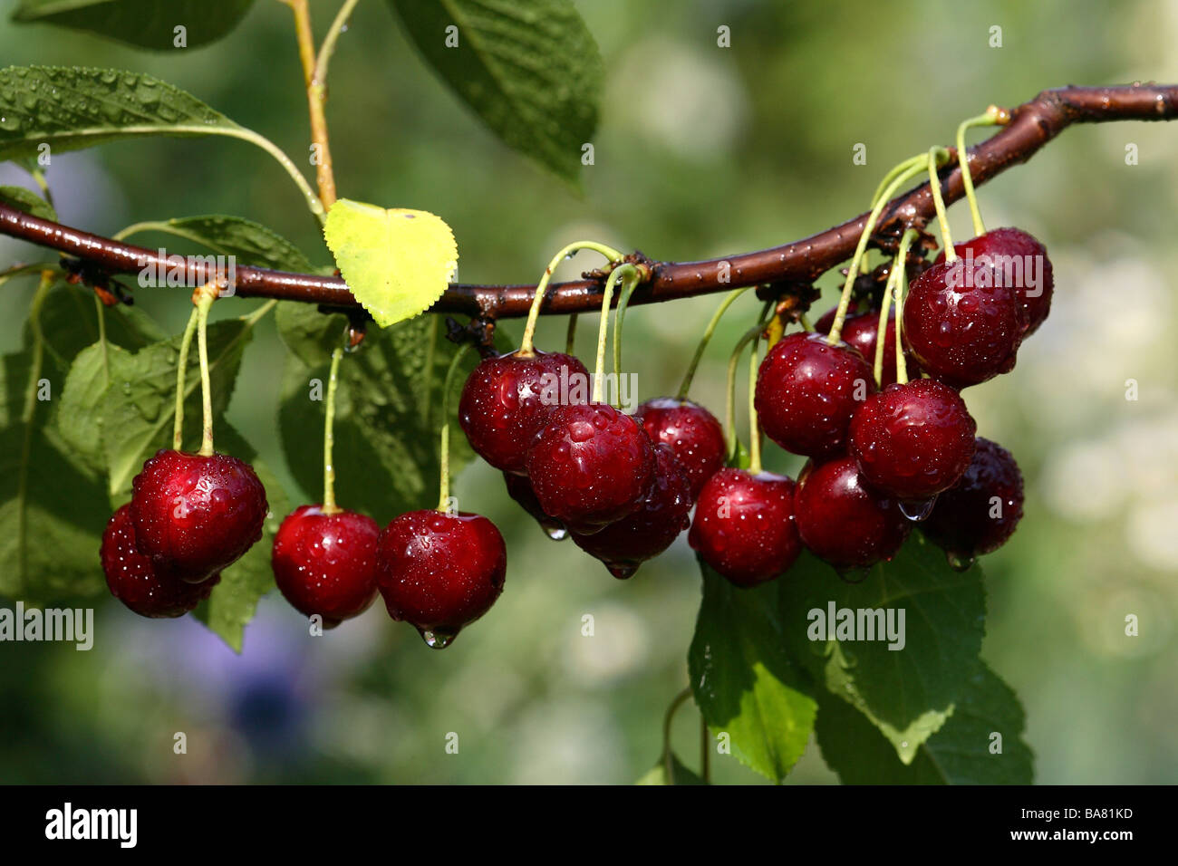 Il ciliegio acido-Ciliege Prunus spec. Il ramo di frutti le pagine struttura botanica dettaglio flora umidità frutti freschi cotti pende cherry Foto Stock