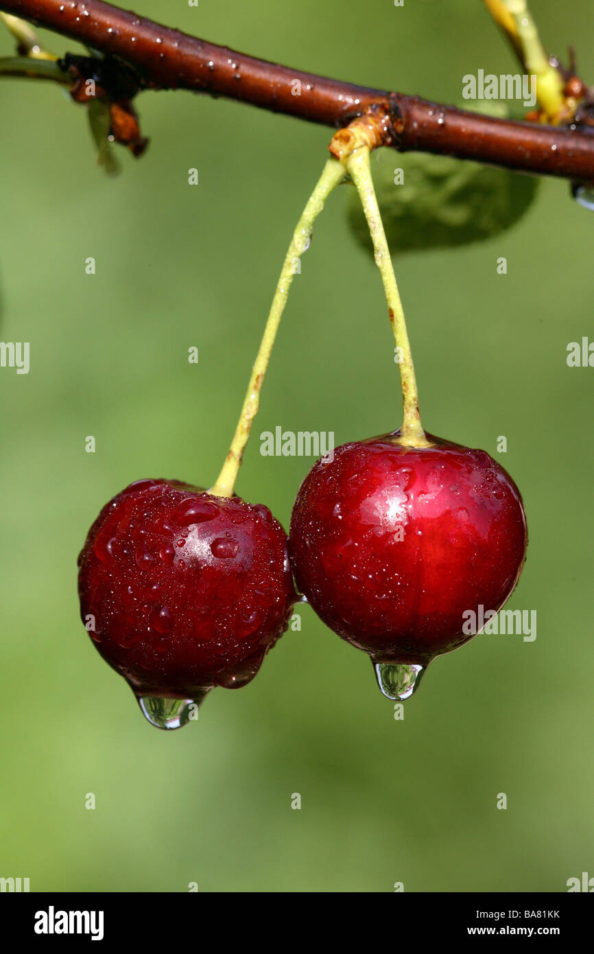 Il ciliegio acido-Ciliege Prunus spec. Frutti di diramazione di close-up pagine struttura botanica close-up dettaglio un paio di umidità fresca flora Foto Stock