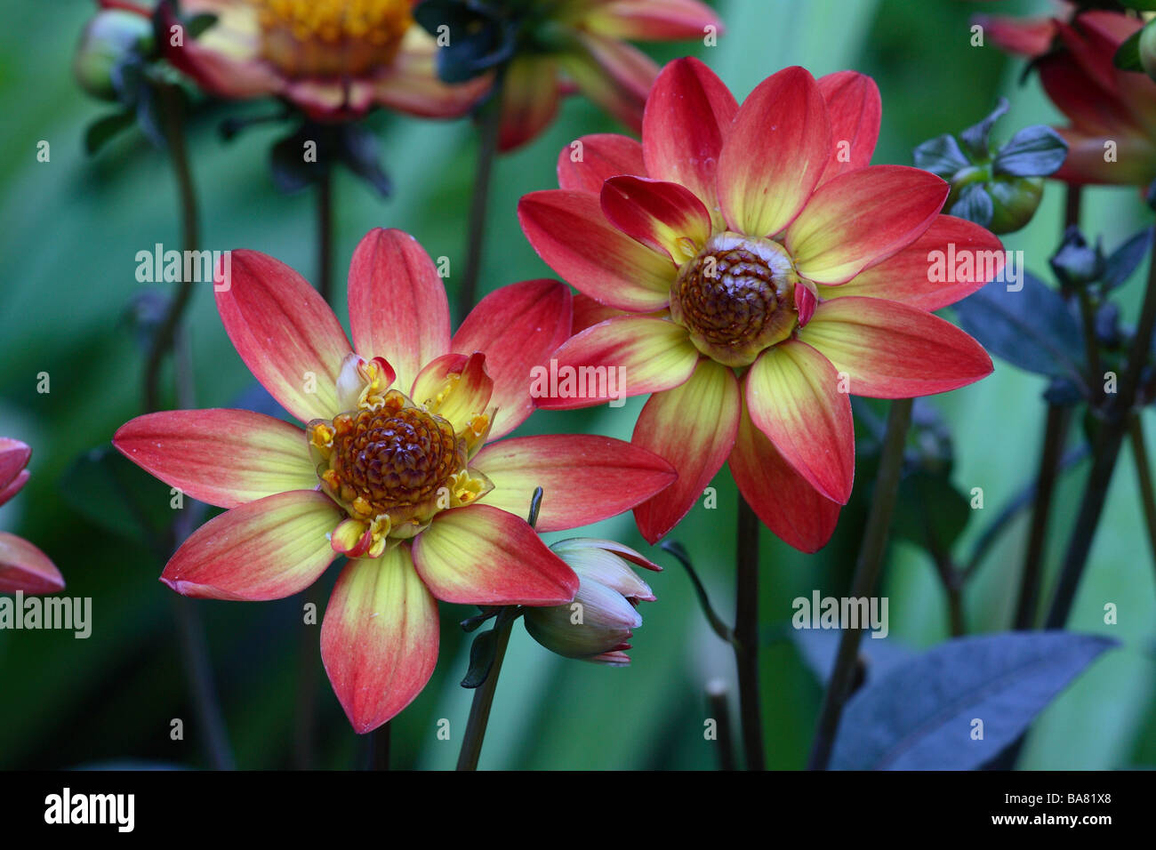 Dalie Dahlia spec. Blumi close-up Foto Stock