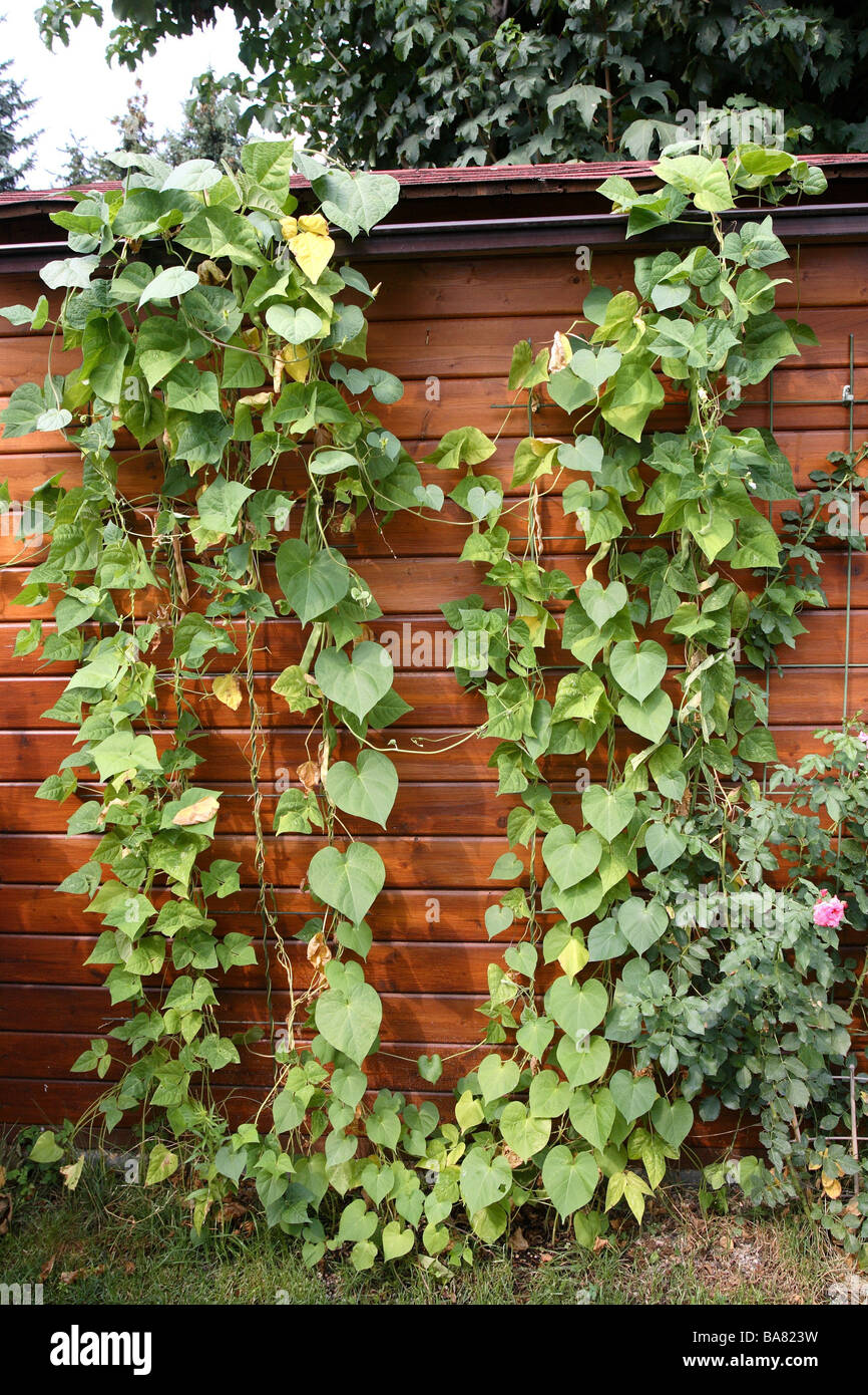 Summerhouse cresce su parti verdi fagioli estati rose fuori cresce su fiori fagiolo-piante botanica dettaglio facciata cotte Foto Stock