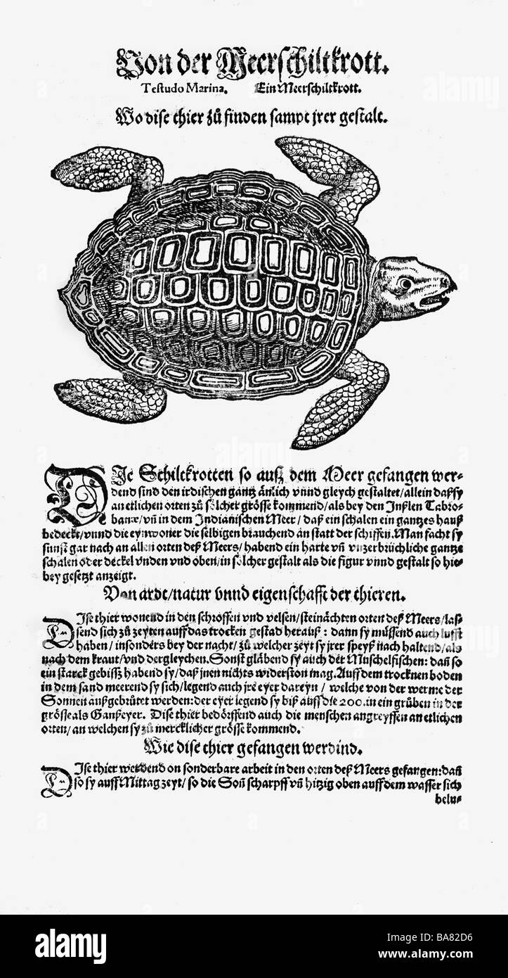 Zoologia / Animali, libri di testo, 'Historia animalium', di Conrad Gessner, Zurigo, Svizzera, 1551 - 1558, tartaruga oceanica (Cheloniida), legno tagliato, Foto Stock