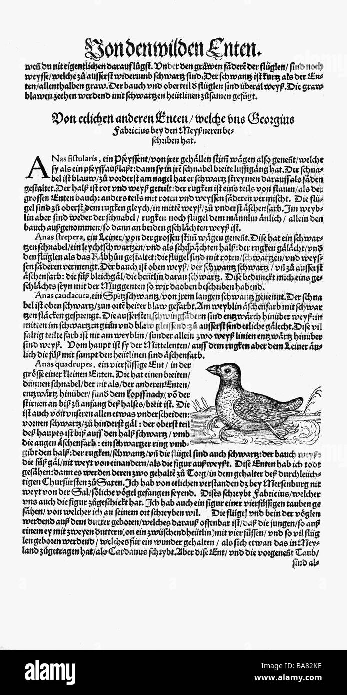 Zoologia / Animali, libri di testo, 'Historia animalium', di Conrad Gessner, Zurigo, Svizzera, 1551 - 1558, 'anatra quadruplicata' (Anas quadrupi), legno tagliato, Foto Stock