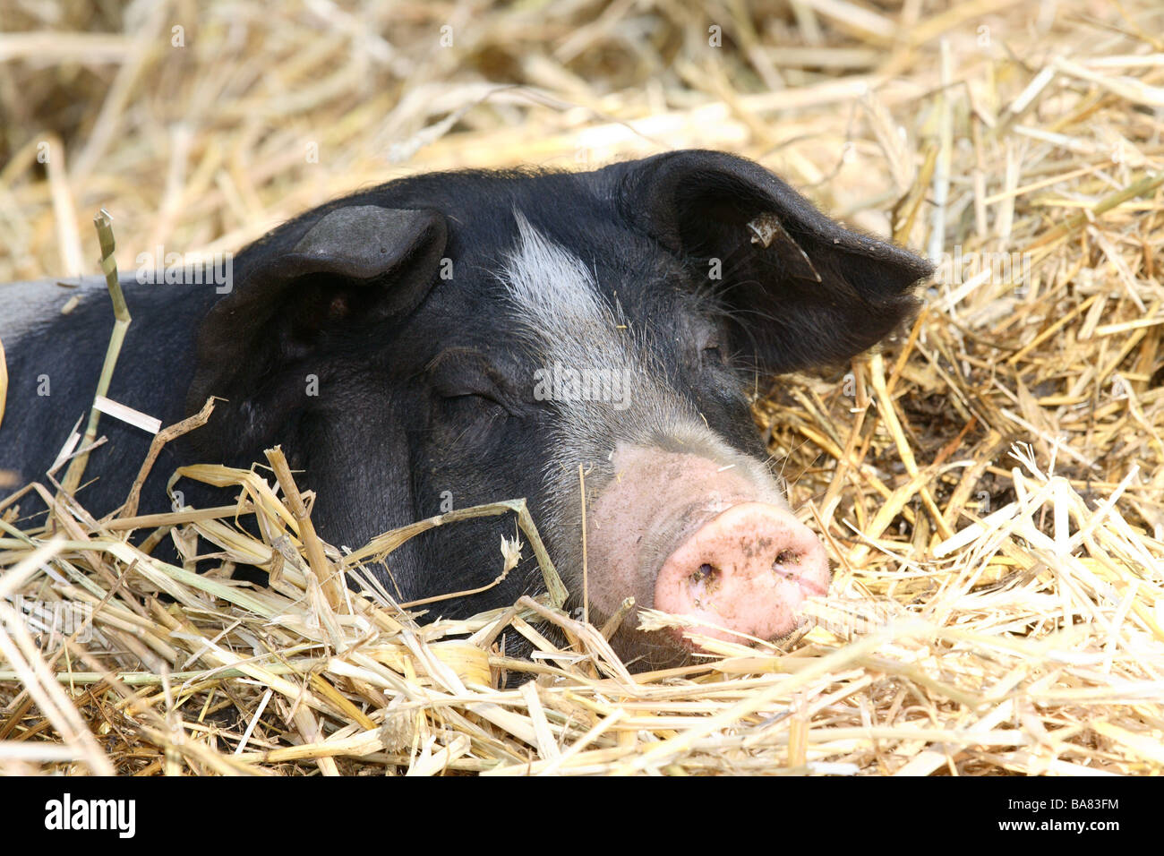 Casa-pig Schwäbisch-Hällisches-paglia Landschwein giace dorme close-up lazes circa pacificamente haellisches casa di maiale-maiale pet Foto Stock