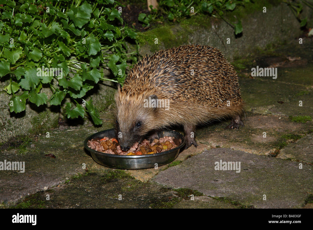 Il riccio Erinaceus europaeus feed-luogo autunno Foto Stock