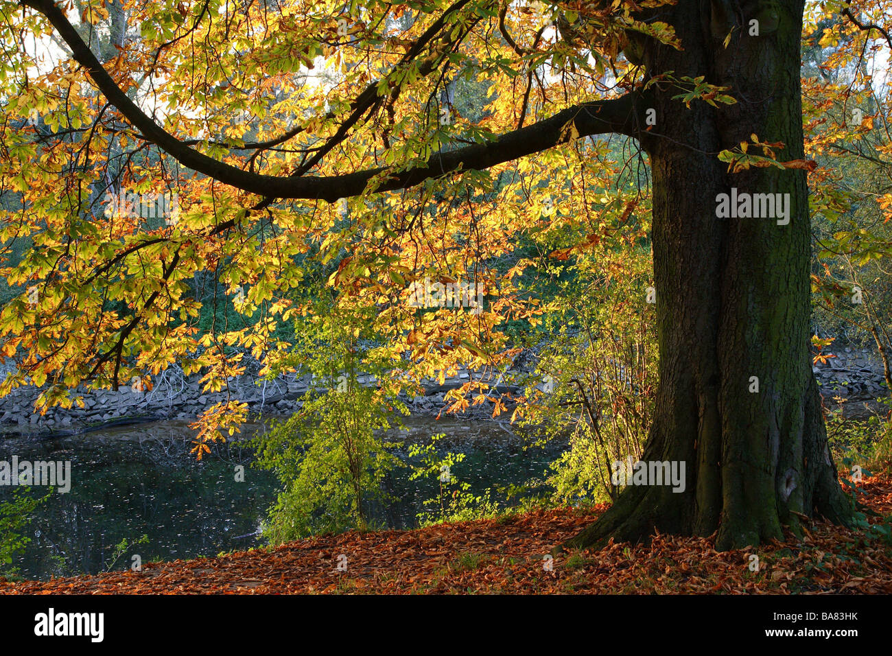Destriero-chestnut Aesculus hippocastanum autunno Foto Stock