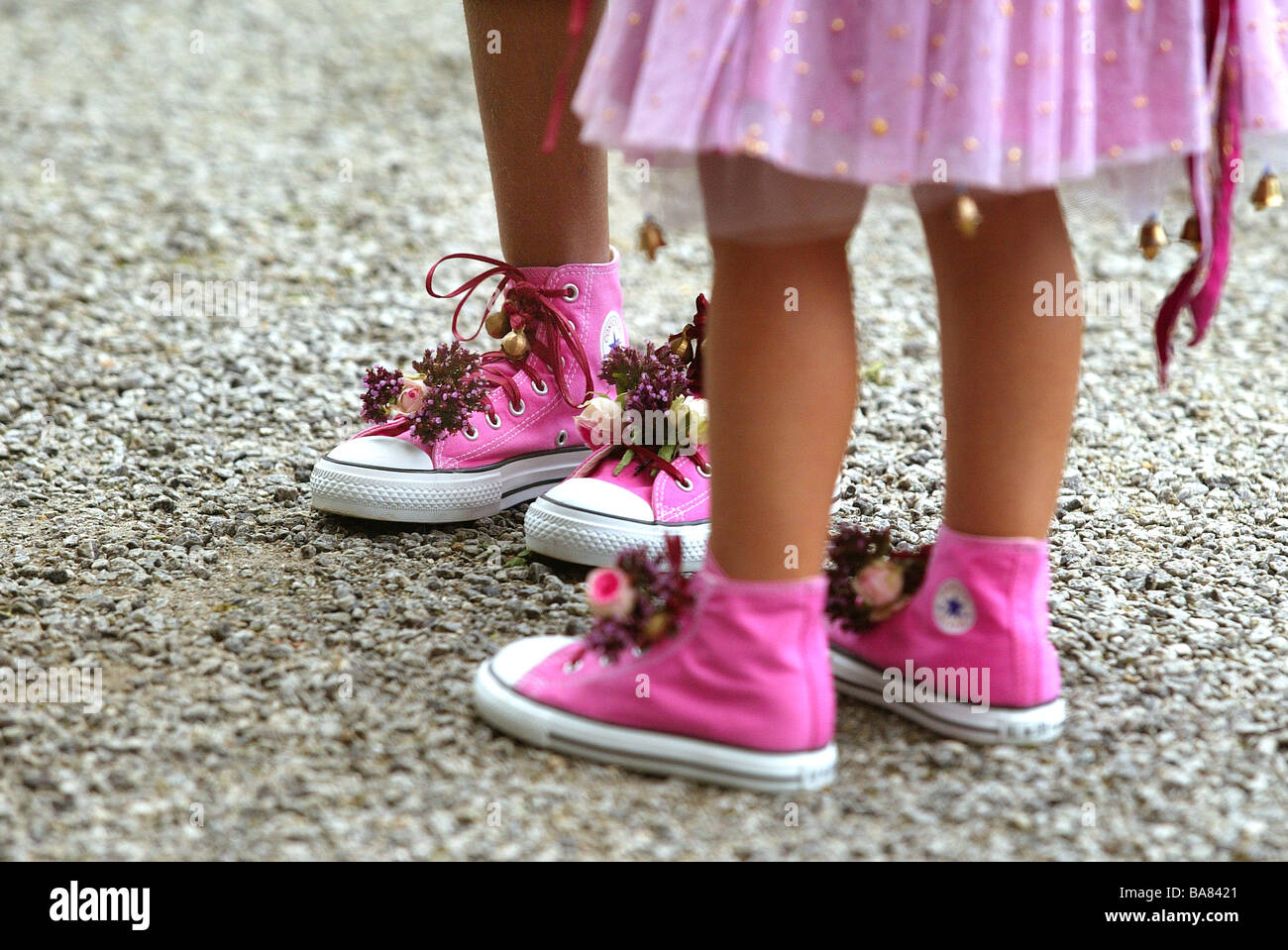 all star pelose rosa