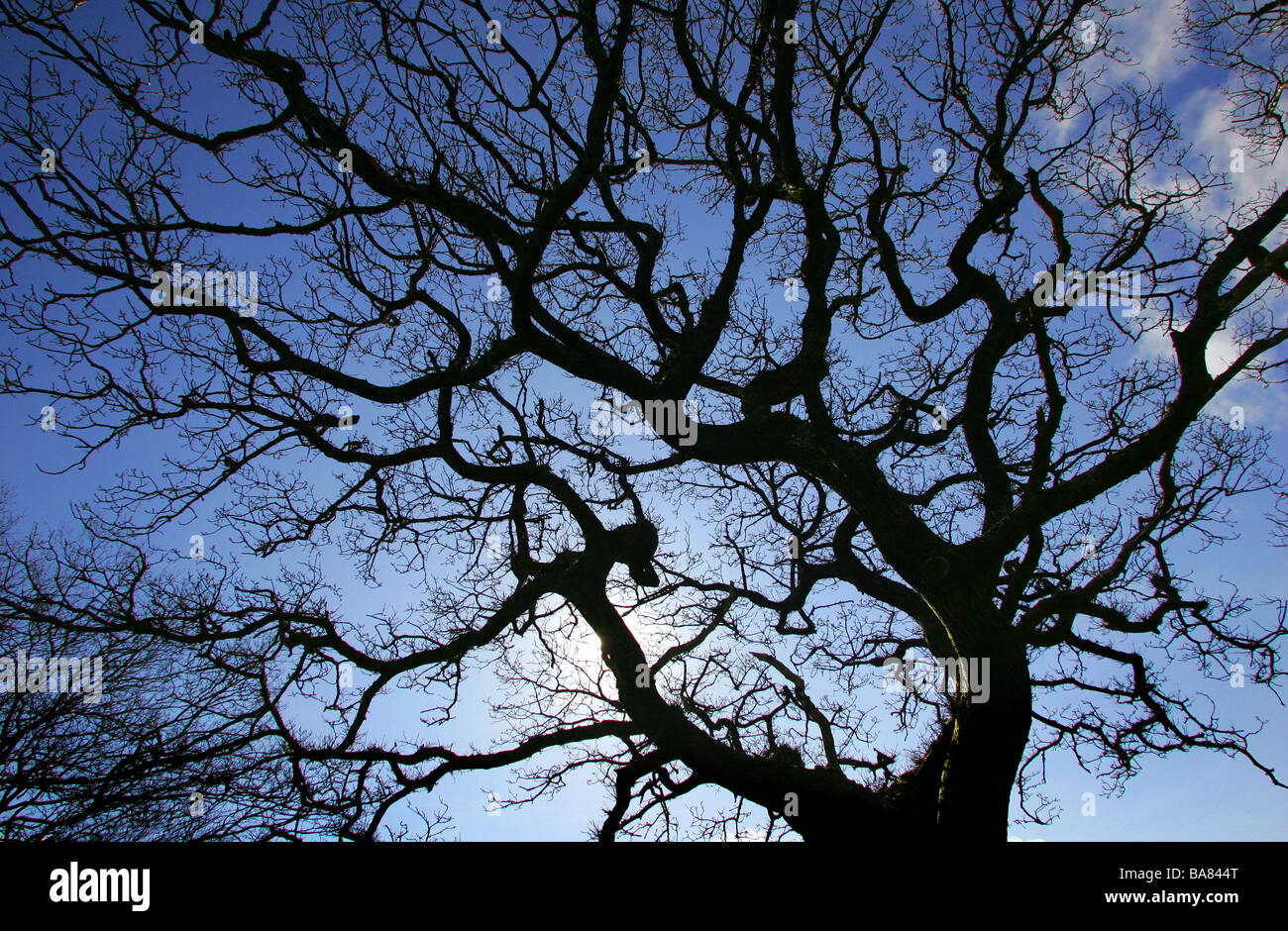 Stagliano tree Foto Stock