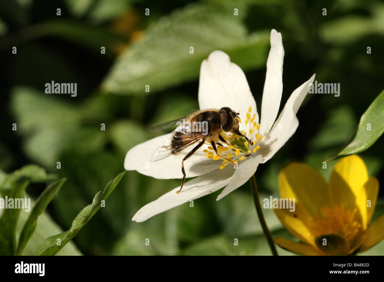Un Hoverfly Eristalis tenax avanzamento sul legno o Anemone fiore del vento in primavera Foto Stock