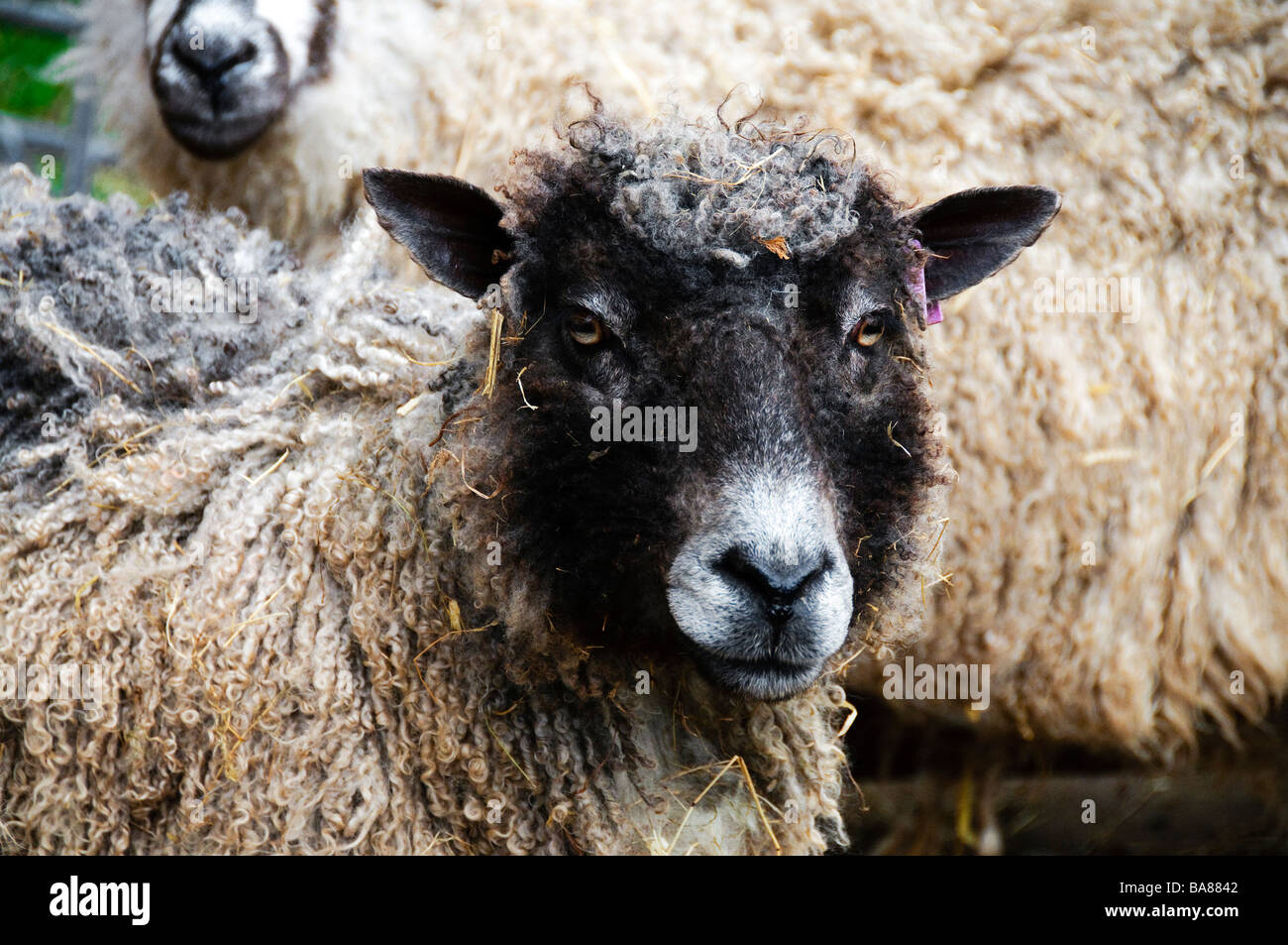 Una croce Wensleydale razza ovina a West End Farm, vicino Morphet Foto Stock