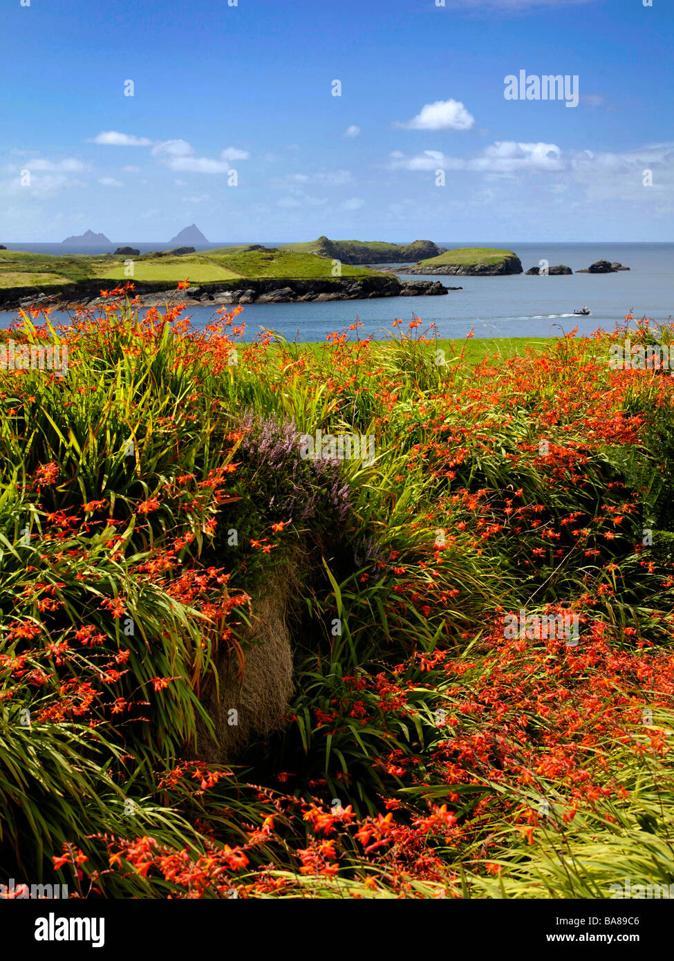 Montbretia fiori Valencia Isola Anello di Kerry, Irlanda Foto Stock