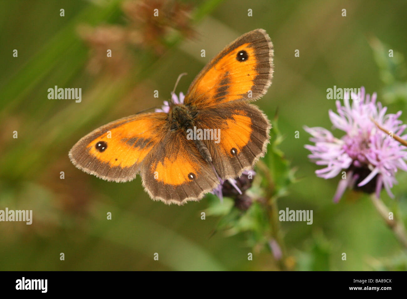 Gatekeeper o a farfalla Hedge Brown Butterfly Pyronia tithonus mostra una dettagliata di ripresa macro di alto profilo di anta Foto Stock