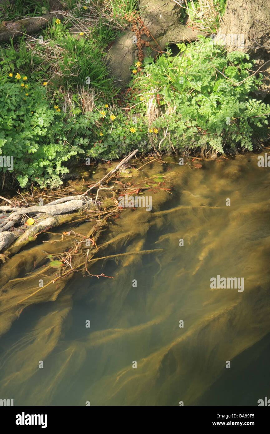 Radici sotto acqua, Inghilterra Foto Stock