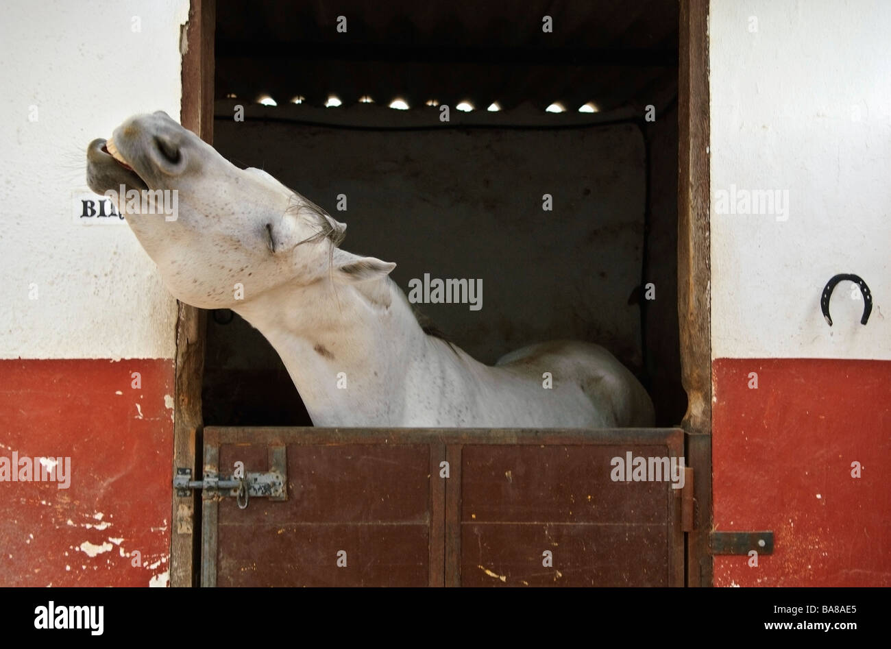 Cavallo grigio in uno stabile Foto Stock