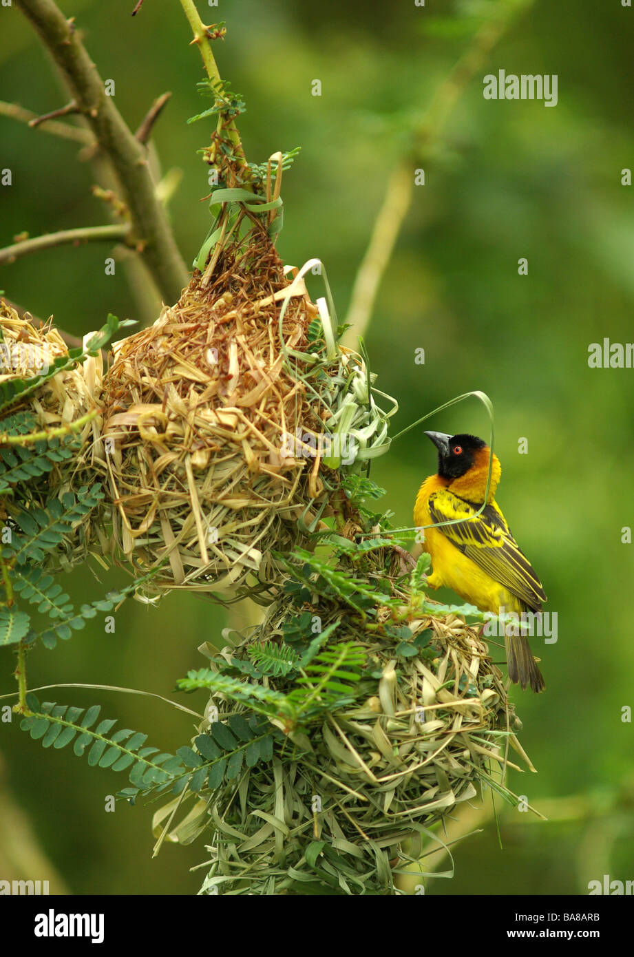 Testa nera Tessitore - Ploceus cucullatus Foto Stock