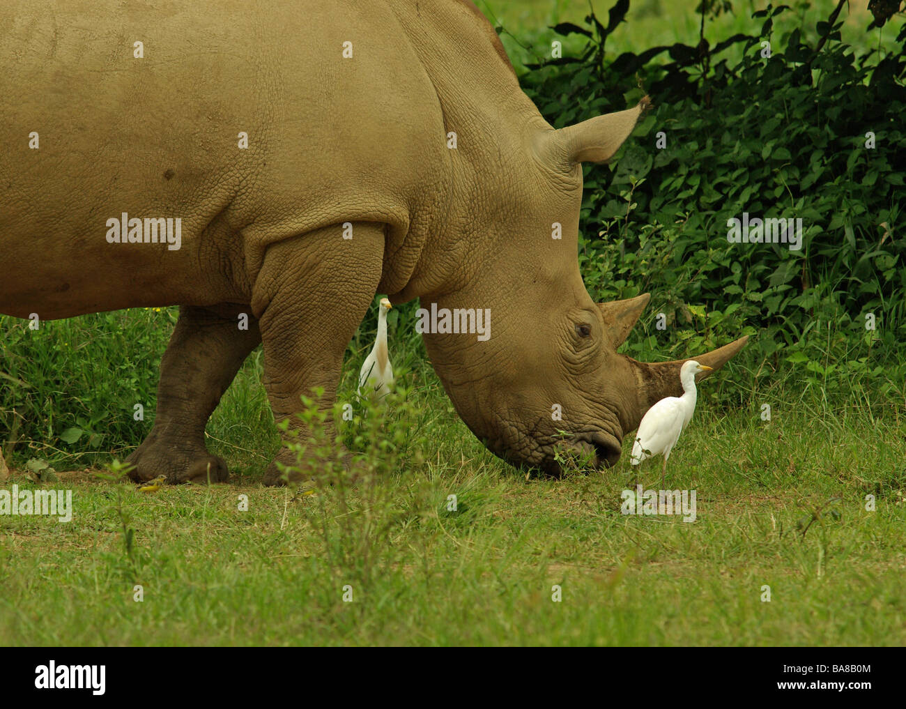 White Rhino (Ceratotherium simum) e guardabuoi Foto Stock