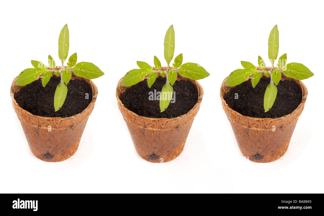 Fotografia stock di 3 vasi di piante di pomodoro Foto Stock