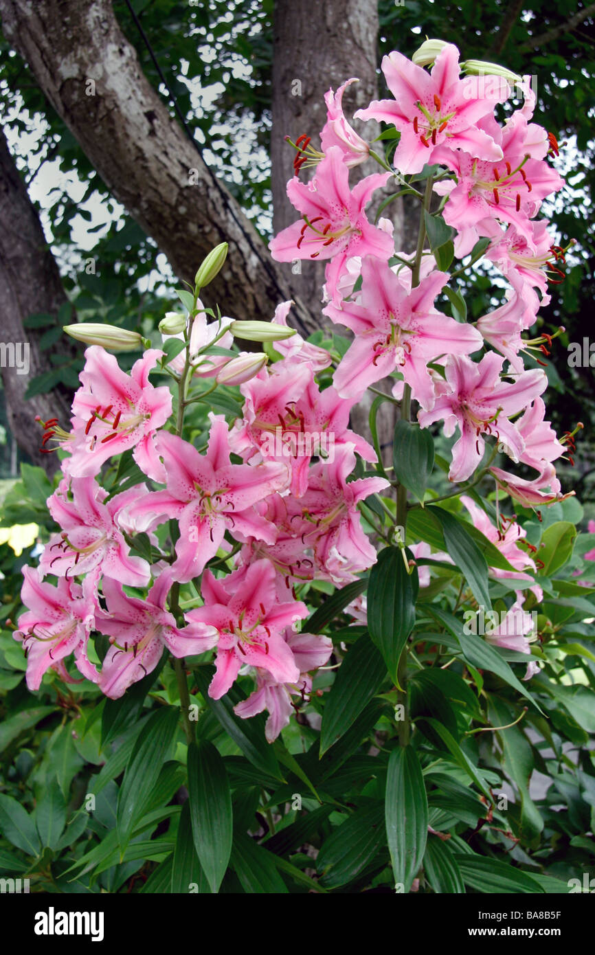 Un cluster di gigli (Lilium) in mostra ai Giardini Butchart Foto Stock