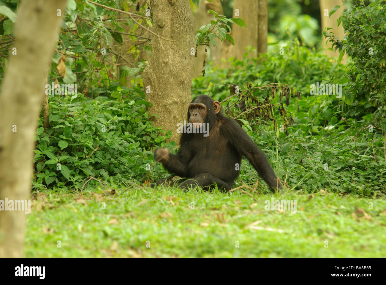 Uno scimpanzé - Pan troglodytes Foto Stock