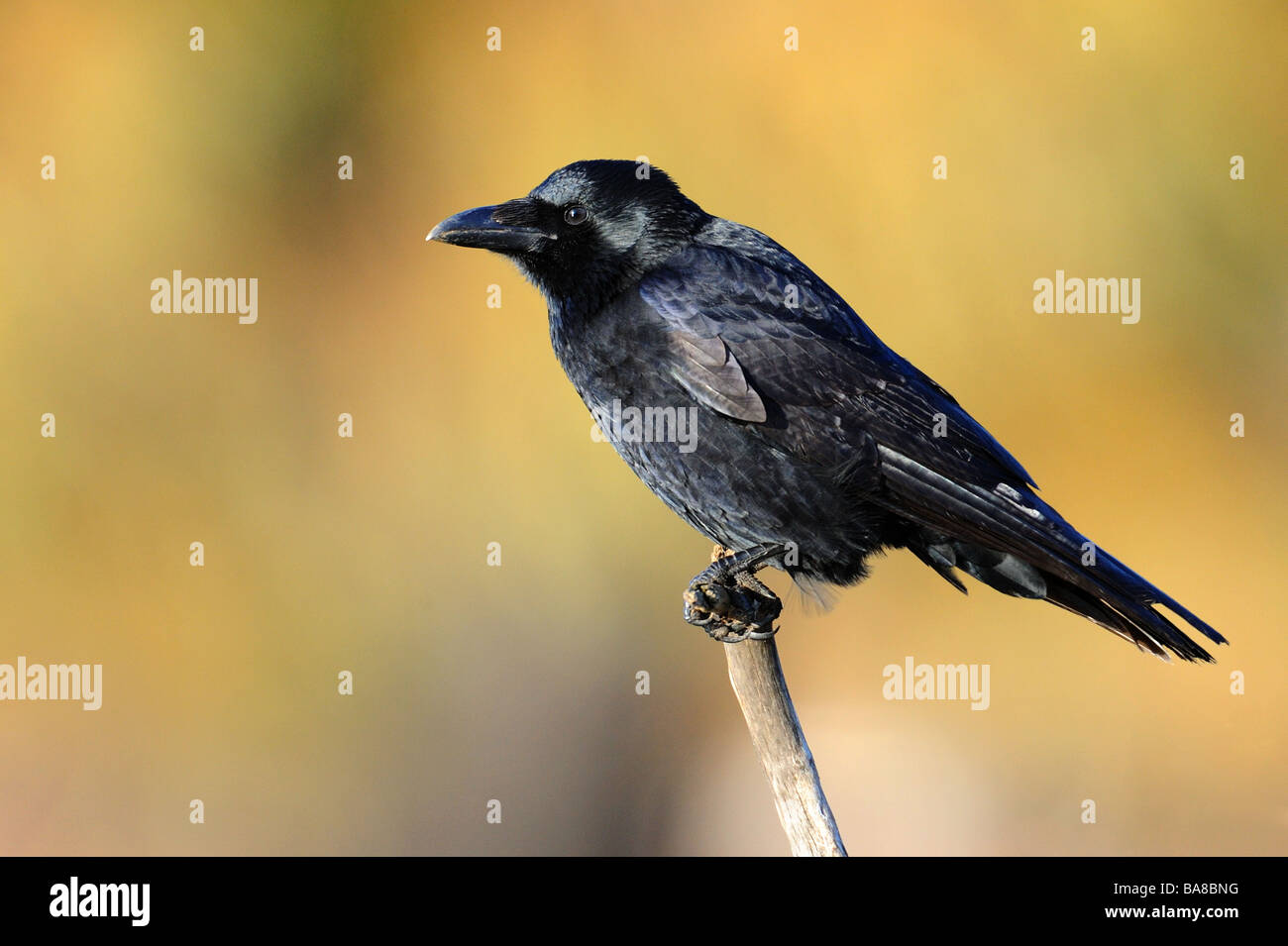 Un Carrion Crow arroccato nella luce autunnale Foto Stock
