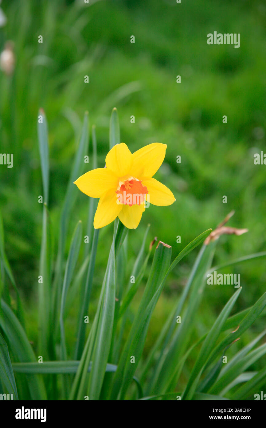 Daffodil ritratto sullo sfondo di erba Foto Stock