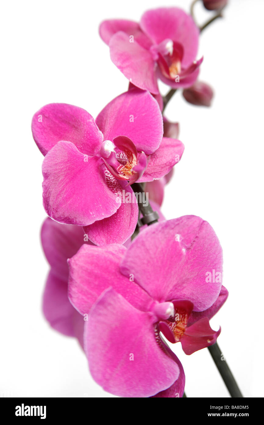 Orchidea viola petali su sfondo bianco Foto Stock