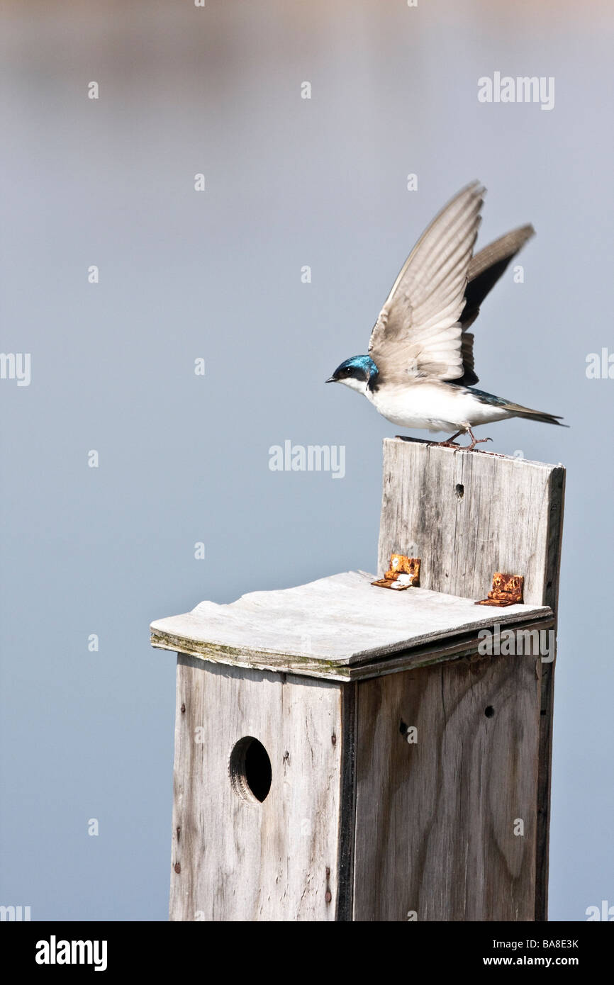 Tree Swallow tenendo fuori dalla scatola di nesting Foto Stock