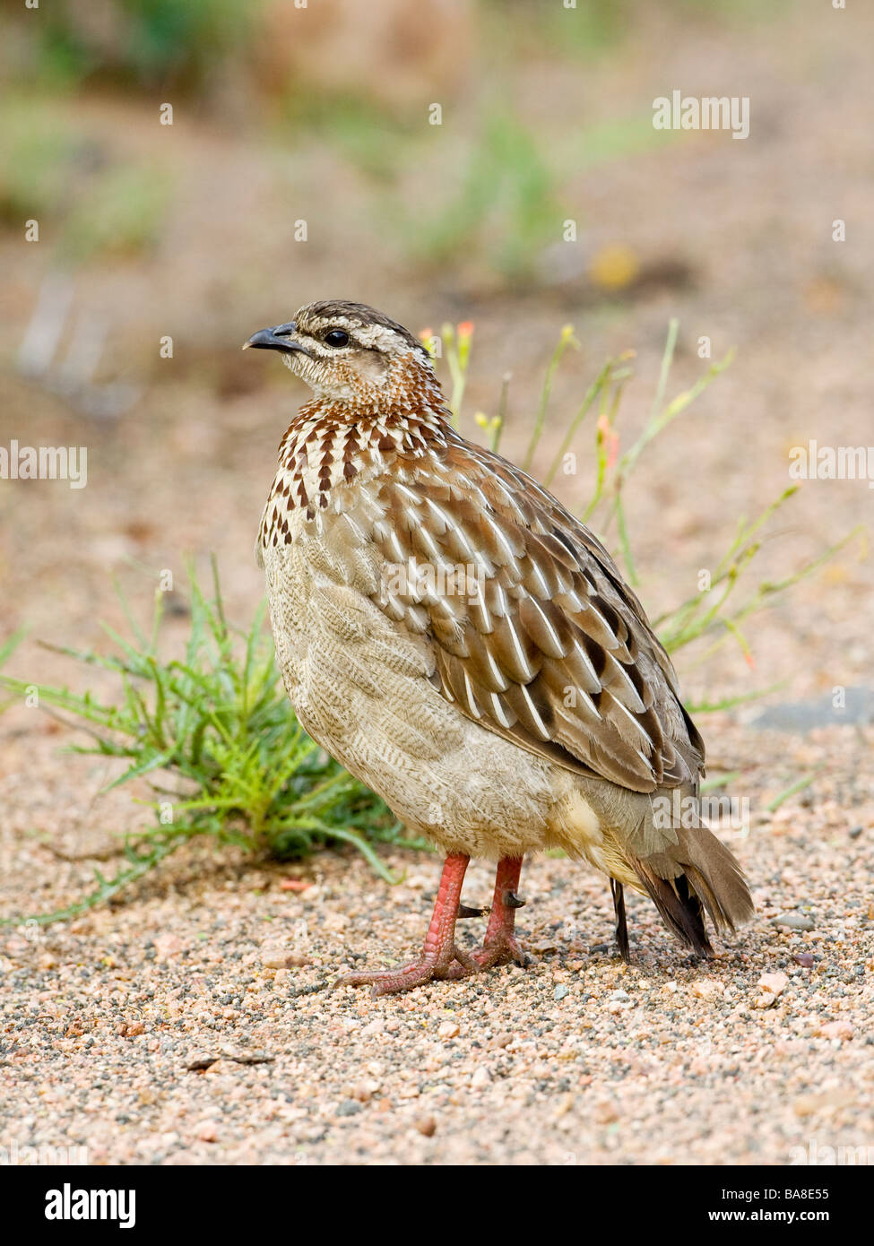 Crested Francolin a Satara nel Parco Nazionale Kruger Sud Africa Foto Stock