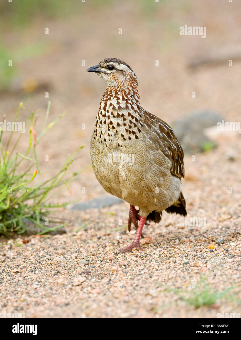 Crested Francolin a Satara nel Parco Nazionale Kruger Sud Africa Foto Stock