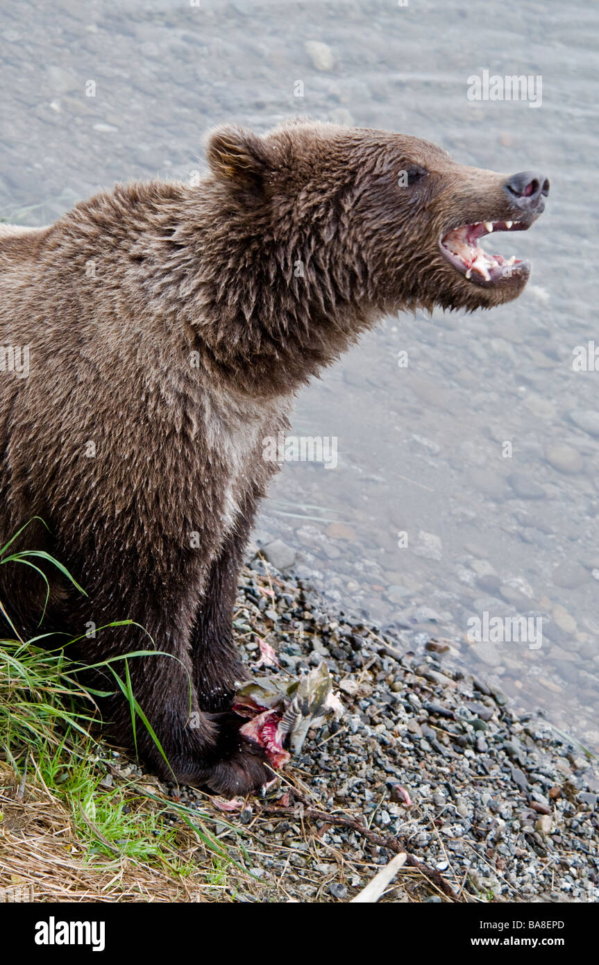 Grizzly Bear Cub mangiare salmone, mostrando i denti, Ursus arctos horriblis, fiume Brooks, Katmai National Park, Alaska, STATI UNITI D'AMERICA Foto Stock