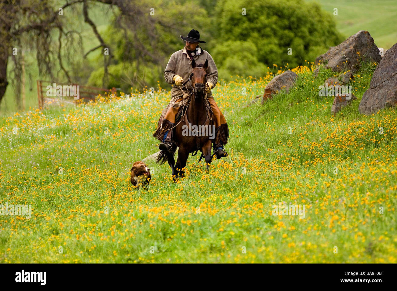 Cowboy e pastorizia cane sulla strada di casa, California Foto Stock