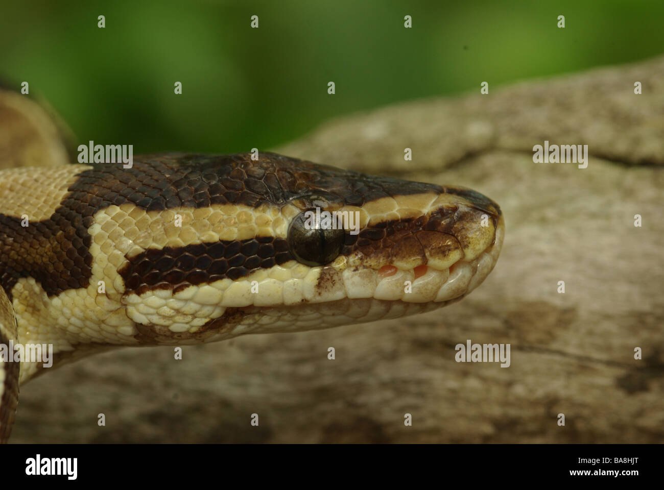 Python regius immagini e fotografie stock ad alta risoluzione - Alamy