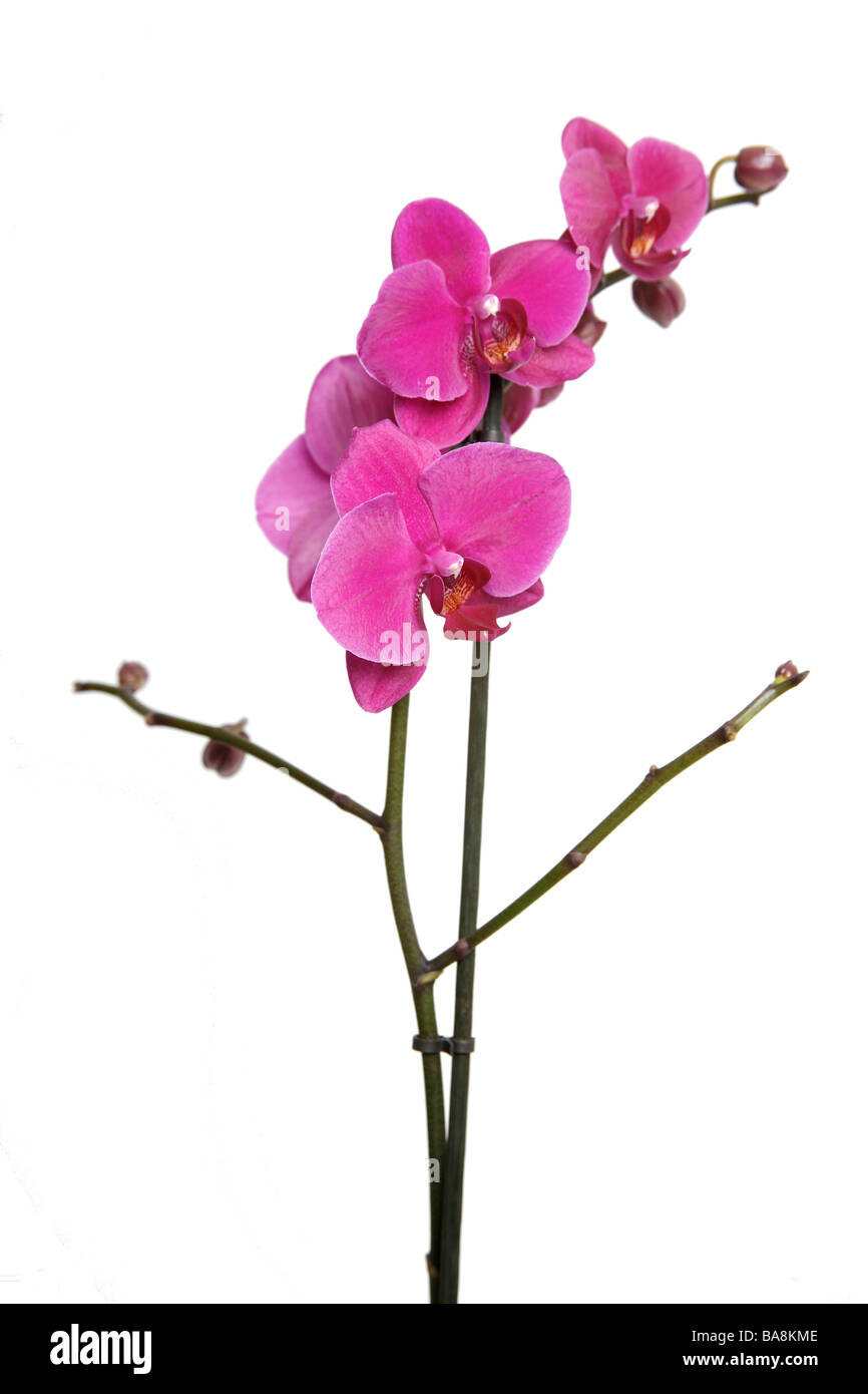 Orchidee viola petali su sfondo bianco Foto Stock
