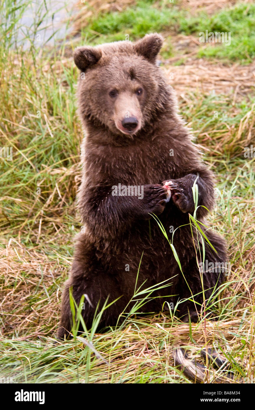 Grizzly Bear Cub seduti, mangiare con zampe insieme, Ursus arctos horriblis, fiume Brooks, Katmai National Park, Alaska, STATI UNITI D'AMERICA Foto Stock