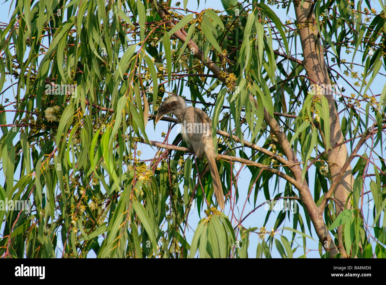 Grigio indiano Hornbill Ocyceros birostris nascondendosi in una chioma in Uttaranchal India Foto Stock