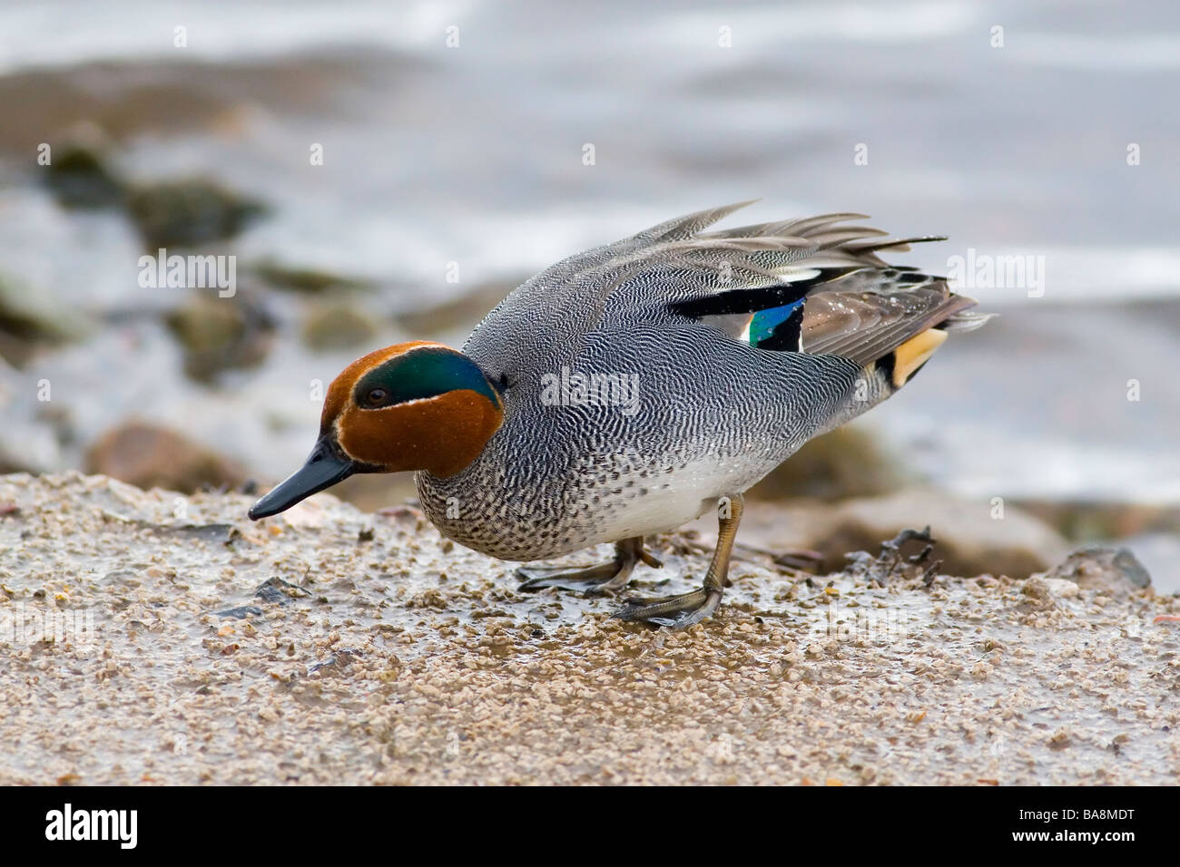 Alzavola Anas crecca Foto Stock