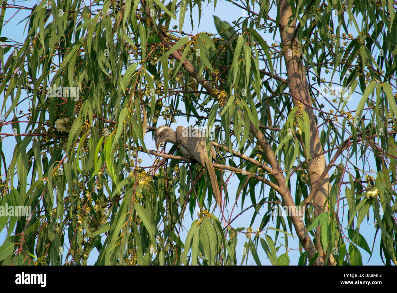 Grigio indiano Hornbill Ocyceros birostris nascondendosi in una chioma in Uttaranchal India Foto Stock