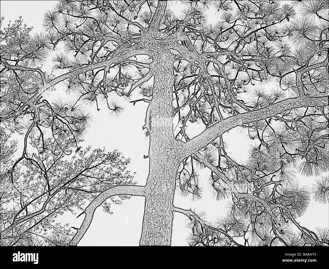 Foglie lunghe southern pine tree in un disegno di adattamento con rami dettagliata aghi e tronco Foto Stock