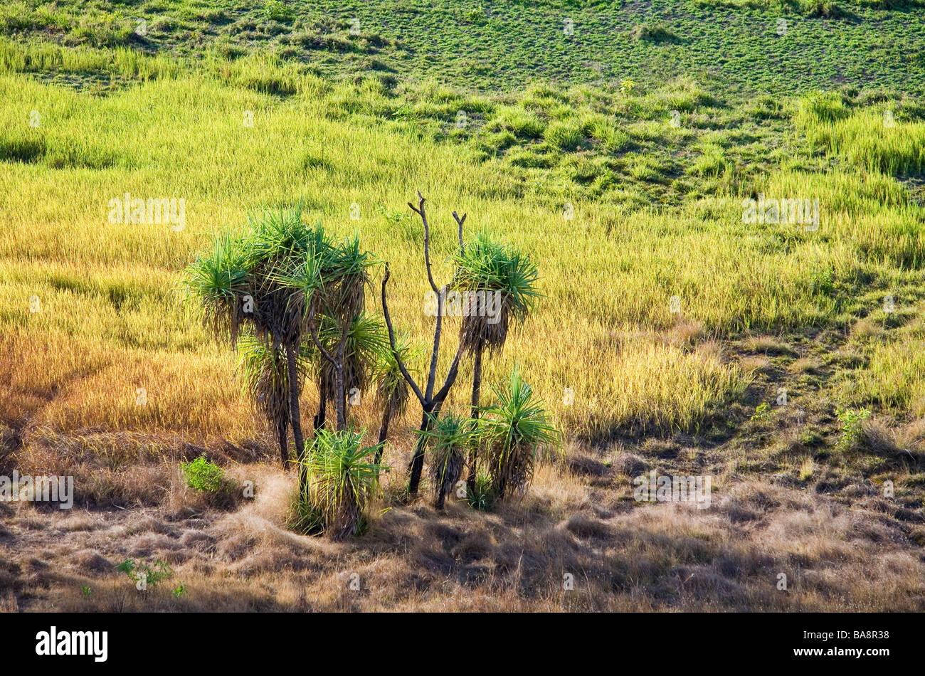 Palme Pandanus sulla Nadab floodplain. Ubirr, Parco Nazionale Kakadu, Territorio del Nord, l'AUSTRALIA Foto Stock