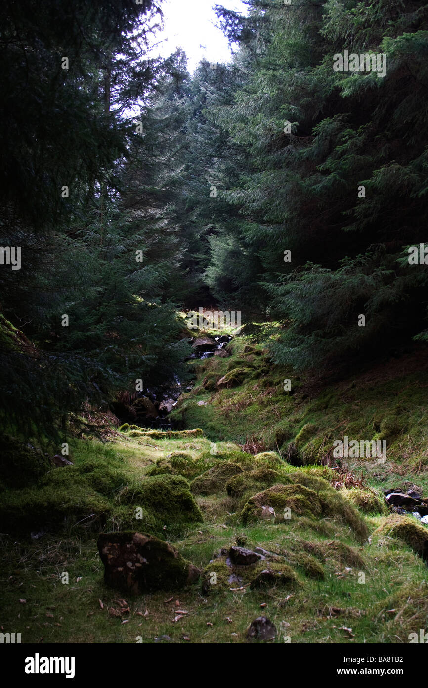 Un scozzese cascata circondata da alberi Foto Stock