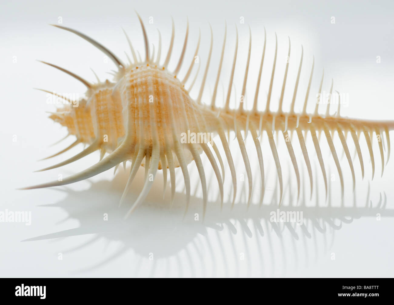 Chiusura del guscio tropicali Foto Stock