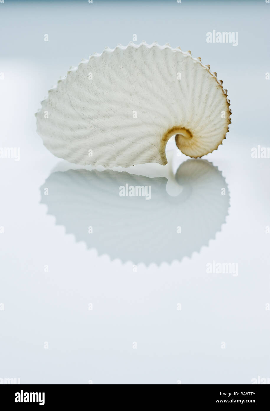 Chiusura del guscio tropicali Foto Stock