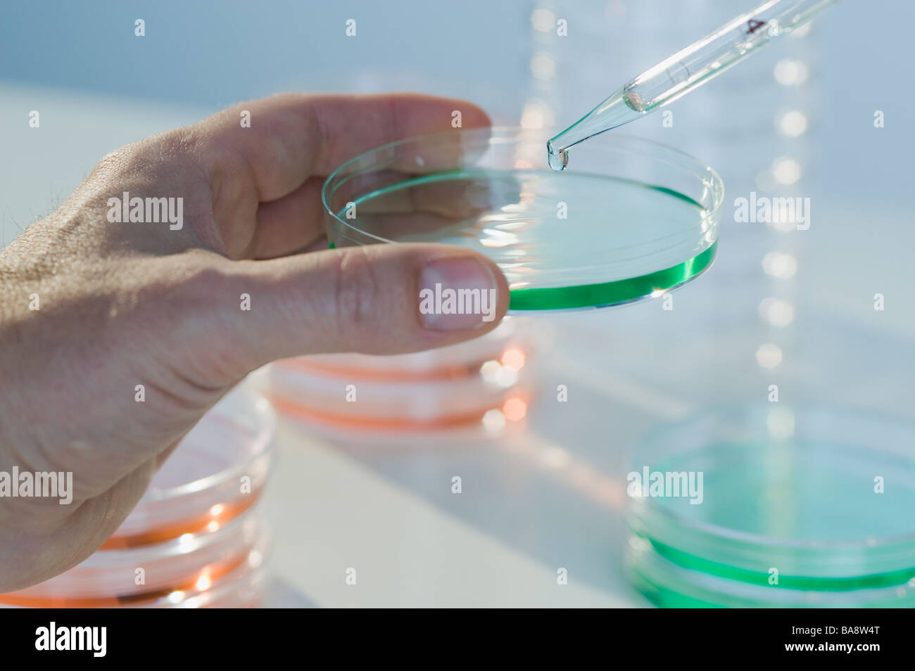 Scienziato holding capsula di petri Foto Stock
