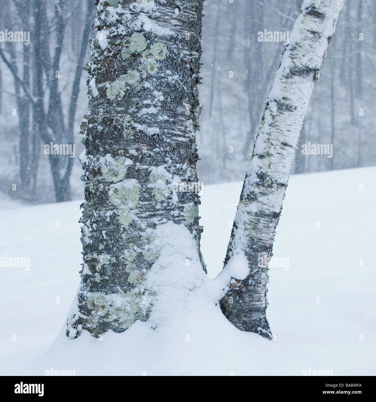 Alberi in inverno Foto Stock