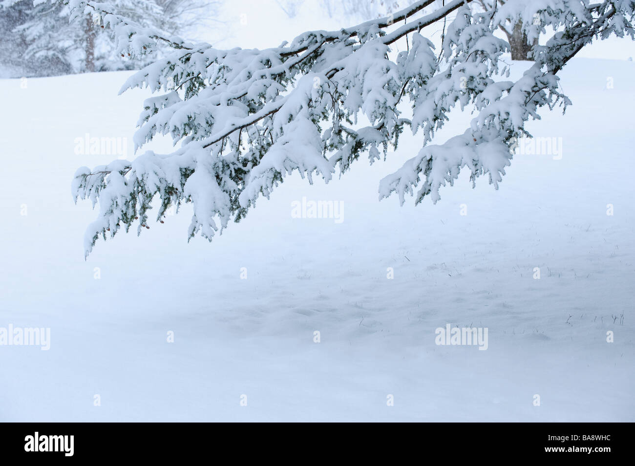 Snowy ramo di albero in inverno Foto Stock