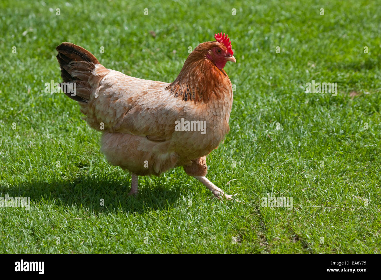 FREE RANGE BROWN HEN in giardino Foto Stock