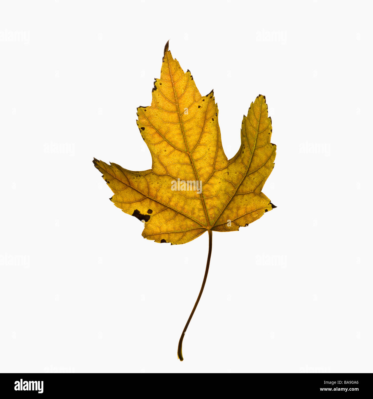 Foglio di autunno Foto Stock