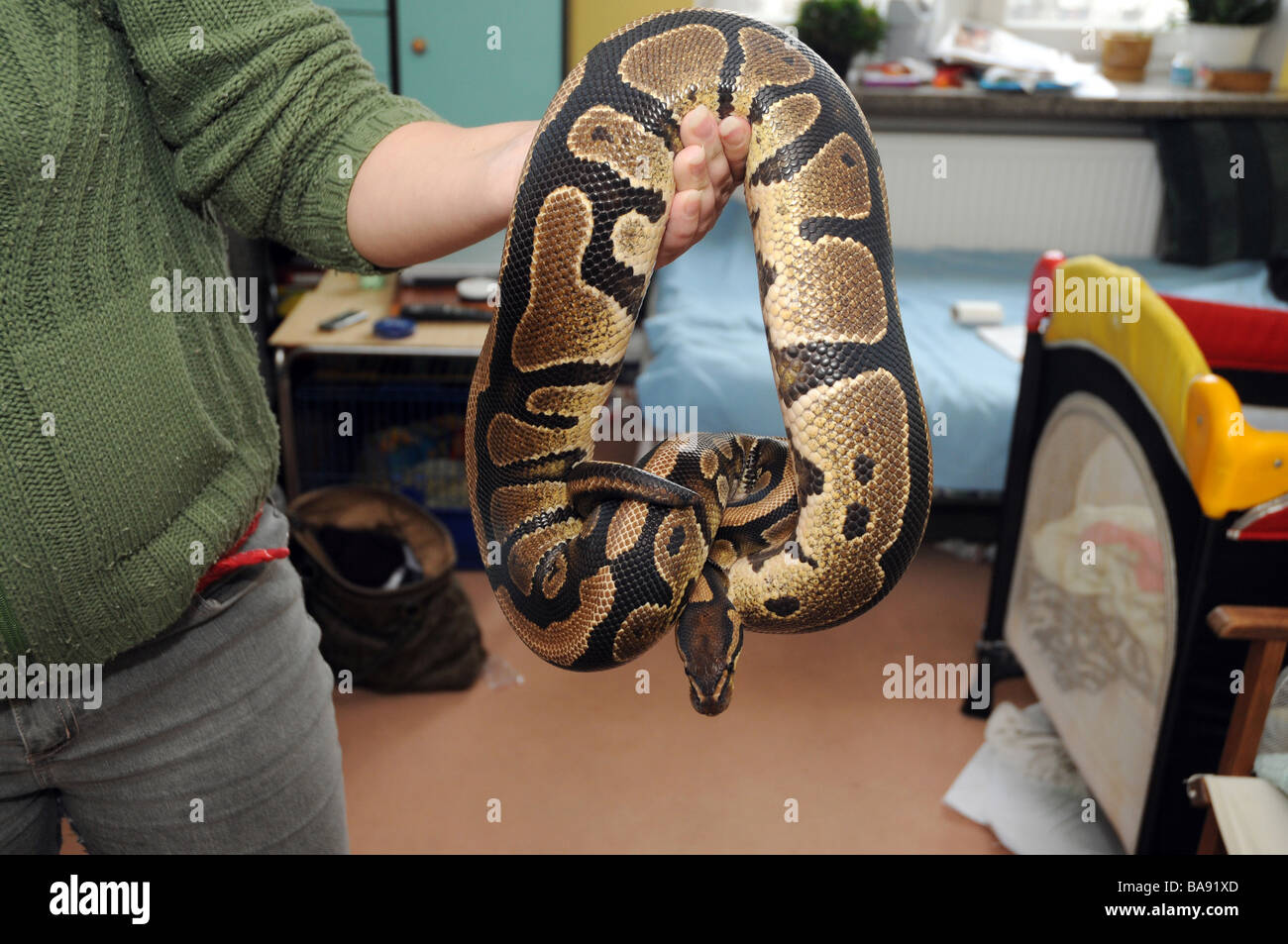 Donna che mantiene royal python snake anche chiamato sfera python. Nome latino: Python regius Foto Stock