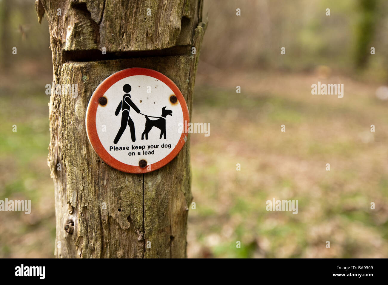 Tutti i cani devono essere tenuti al guinzaglio per raccogliere dopo il cartello del cane. Dibond in alluminio da 3 mm ad alta visibilità e durata per